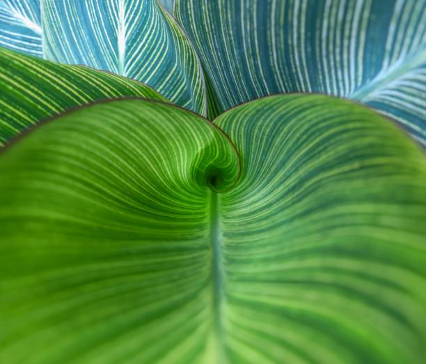 Awesome shot of a plant spiral